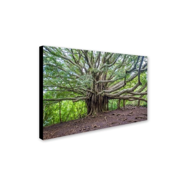 Pierre Leclerc 'Banyan' Canvas Art,16x24